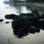 Fokus på ulovligt fiskeri i Mariager Fjord